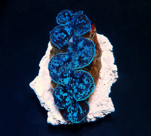 Tridacna maxima (Ultra Blue Pacific) 4cm