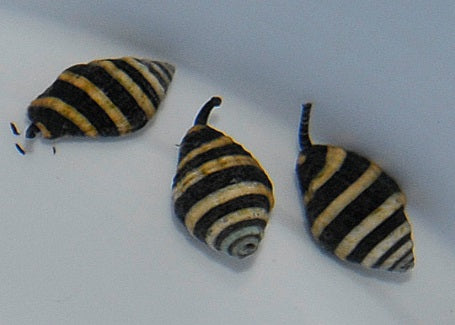 Engina mendicaria Bumble Bee Snegl