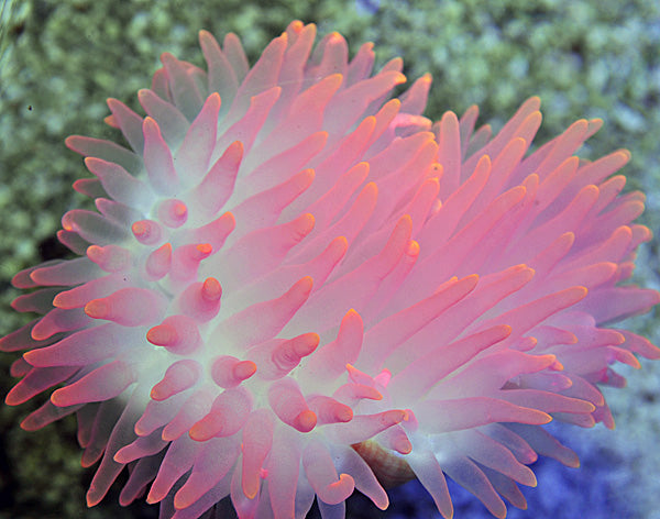 Entacmaea quadricolor (Pink)