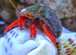 Clibanarius rutilus Eremit krebs