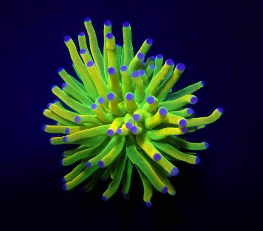 Euphyllia glabrescens (Holy Grail) (1 hd.)
