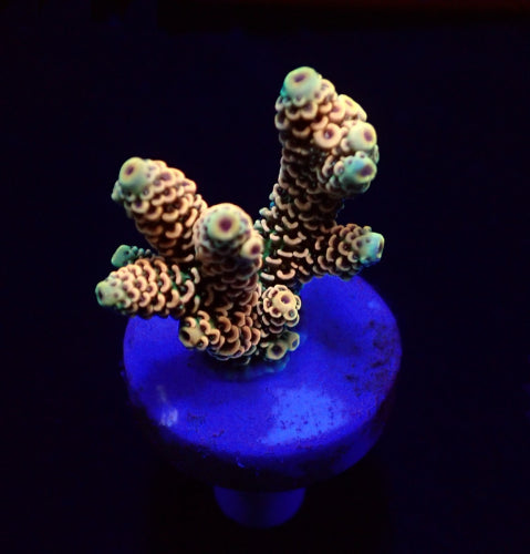 Acropora millepora (Rainbow) (Koral frag)