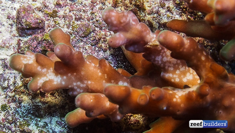 KZ FlatwormStop