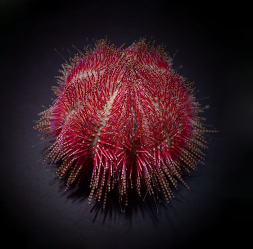 Salmacis tricolor - Søpindsvin