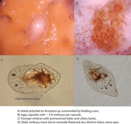 KZ FlatwormStop
