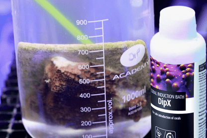 DipX - effective dip for corals (250ml)