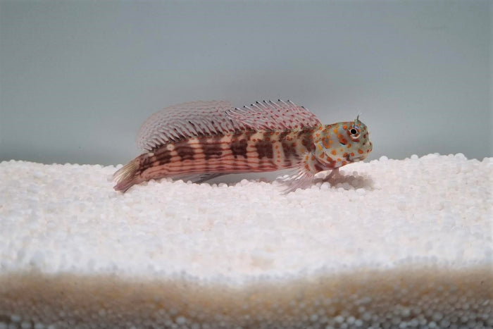 Blenniella chrysospilos Rødplettet Blennie