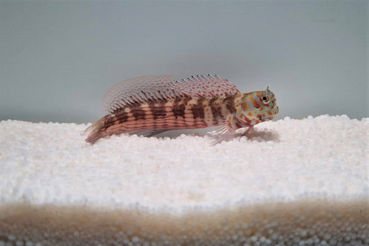 Blenniella chrysospilos Rødplettet Blennie