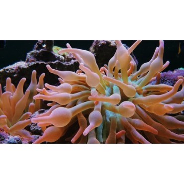 Entacmaea quadricolor (Sunburst/Rainbow)