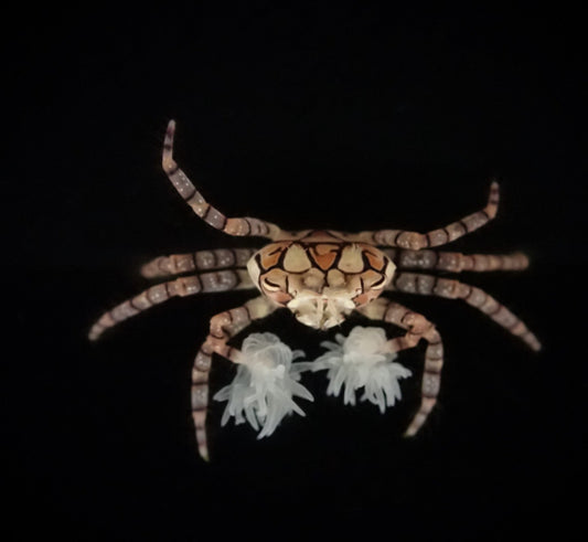 Lybia tesselata - Pompom krappe